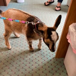 Meet your Posher, Frank